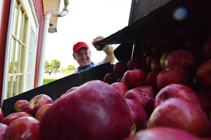 An Abbott Farm employee prepares apples for the cider-making process.